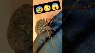कीड़ा  #bugs #phonk #keeda #insects #tinyinsects #माइट्स #mite #entomology #garden #कीड़ा