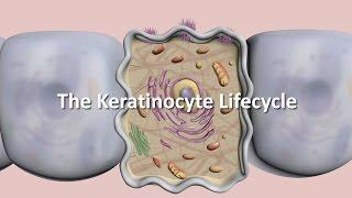 Lifecycle of the Keratinocyte