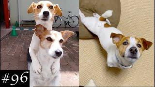 New Jack Russell Videos | Jack Russell Terrier Compilation