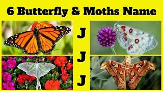 ABCs of Butterflies & Moths | 6 Butterfly & Moths Name Start with J |Kids English Vocabulary Part-10