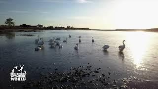 Eden's Amazing Places: The Solway Firth