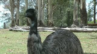 The Iconic Emu: Unraveling the Mysteries of Australia's Feathered Giants