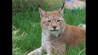 Max Canada Lynx meets Kayla E. Lynx