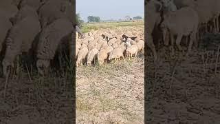 Pakistani animals grazing natural beauty