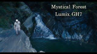 Panasonic Lumix GH7 footage I mystical forest 4K