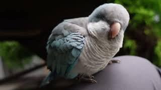 Sleepy Quaker Parrot | JC015