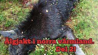 Älgjakt i norra värmland del 2 efterjakten.