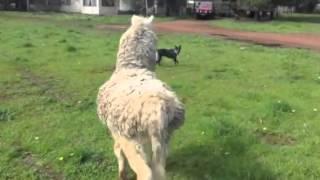 Alpaca attack!