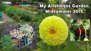 Tour of My Allotment Garden - Midsummer 2017