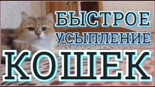 Усыпляющая музыка для кошек котов и котят Колыбельная для кошек Успокаивающая расслабляющая музыка