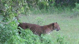 Yala National Park - Pride of Sri Lanka