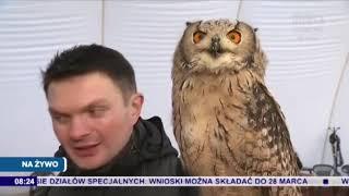 Sowy- Puchacz Bengalski i Płomykówka w wywiadzie dla TV! Sokolnictwo w pigułce