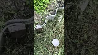 Посев огурцов в открытый грунт.