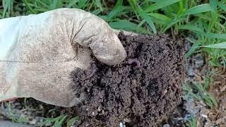 My Worms Are Too Small   What To Do? How To Solve Your Compost Worm Problem