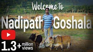 "Welcome to Nadipathy Goshala" || Home of The World's Shortest cows || Punganoor cow || Eng CC