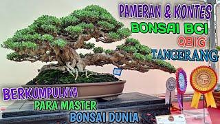 BCI QBIG BSD CITY TANGERANG-INDONESIA EXHIBITION & BONSAI CONTEST