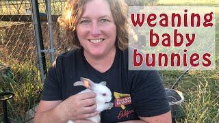 Low Stress: Weaning The Baby Bunnies