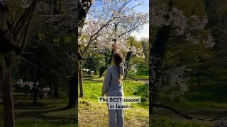 The BEST season in Japan has begun!  #sakura #hanami #japan #tokyo #travel #travelvlog #anime