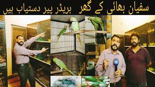 Sufian Bhai ky Ghar Chappa Breeder Pair Raw Parrot | Today latest Update |Love Birds #ranapets#birds