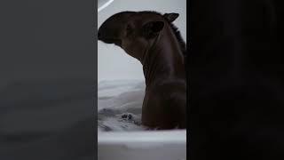 A Tapir's Dream: Warm Water and Quiet Steam 🫧️️ #animals #cute #bathtime