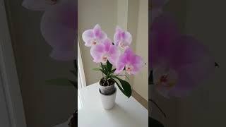 Baby Pink Orchid #orchidlovers #orchidcare