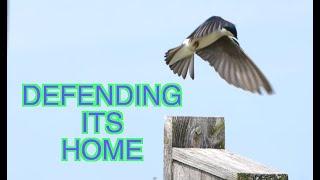 Tree Swallows Fight for Nest Boxes [NARRATED]