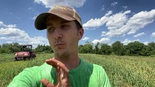 "Garlic Scapes" -- Willowsford Farm Walk 6/5/20