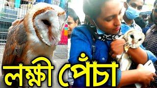 পোষা লক্ষ্মী পেঁচা | Pet Owl | Big Owl Birds of Bangladesh | Pet Owl Price 2020 | pecha pakhi