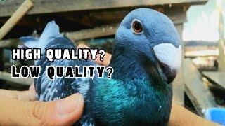 Saan Nga Ba Magandang Magsimula? | JUN2023 | German Beauty Homer | Fancy Pigeon | Kalapati