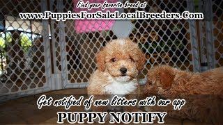 BICHON POO PUPPIES FOR SALE, GEORGIA LOCAL BREEDERS, GWINNETT COUNTY, GA