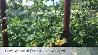 Урожай малины в природном земледелии