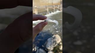 I Caught THIS While Spillway Fishing