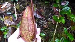 CP Video Series Episode 32 - Nepenthes macfarlanei (Return to Mossy Part 2)