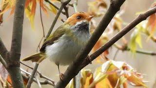 2023-03-12_13 武陵農場賞鳥 (台北鳥會) (4K)