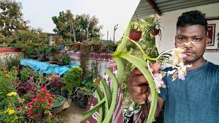 Adenium Boy || Rourkela || Jalda