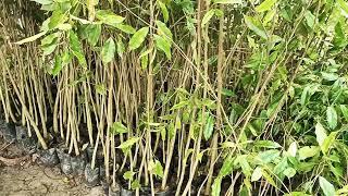 Agarwood plants at Assam Nursery. Call- 09678757461