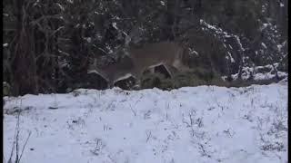 2024 Saskatchewan Canada Whitetail Hunt w/Two Kill Shots My Biggest Buck Spiritwood Outfitters