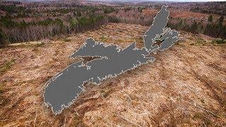 Explainer: Why so many are criticizing Nova Scotia's forest harvesting map tool