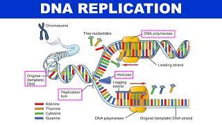 Mechanism of DNA replication (Animation) | Molecular biology | Biotechnology