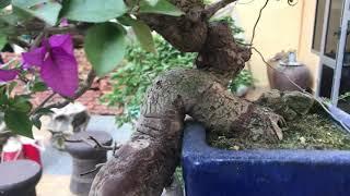 Tác phẩm Cây Hoa Giấy bonsai nghệ thuật lạ dáng của nghệ nhân nổi tiếng Hùng Nông Dân / yêu cây