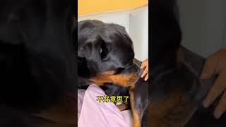 这一天可能整事了呢 #拉登与阿亮的日常生活