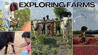 EXPLORING FARMS OF MY VILLAGE||JAGGU LIFE️||#farming #jaggulife