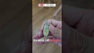 한국이랑 다른 베트남 매미의 울음 소리 ㅎㅎㅎ #베트남생활 #매미 #매미소리