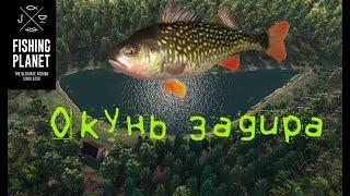 Fishing Planet. Рыбы монстры. Новый монстр игры на Лесни Вила. Окунь-задира.