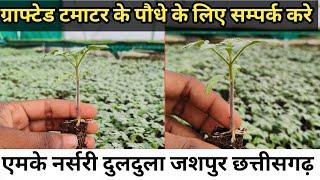 Grafted tamatar ke poudhe or normal poudhe ke liye sampark kare ll ग्राफ्टेड टमाटर एमके नर्सरी ll