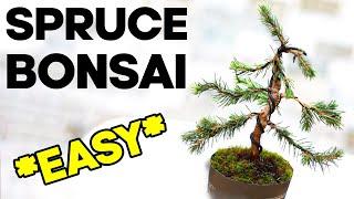 Easy Bonsai for Beginners - Dwarf Alberta Spruce