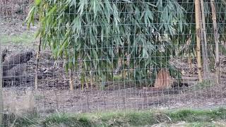 Kitten jumps over hen.