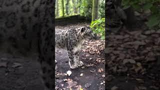 ️ Snow Leopards – The Mysterious Ghosts of the Mountains!