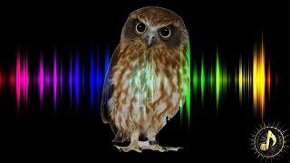 Owl Hoot Sound Effect