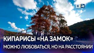 В Анапе от туристов огородили болотные кипарисы